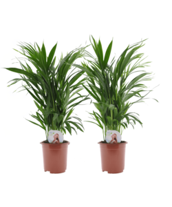 Dypsis Lutescens - Areca Gold Palm - Set of 2 - ø17cm - Height 60-70cm