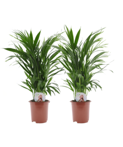 Dypsis Lutescens - Areca Palmier D'or - Set de 2 - Pot 17cm - Hauteur 60-70cm