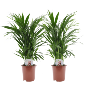 Dypsis Lutescens - Areca Gold Palm - Set of 2 - ø17cm - Height 60-70cm