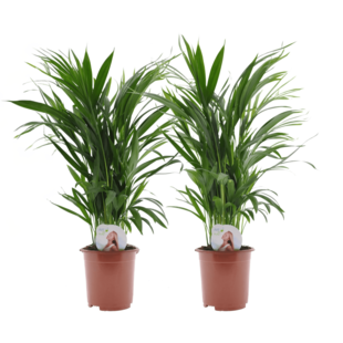 Dypsis Lutescens - Set van 2 - Areca - Goudpalm - Pot 17cm - Hoogte 60-70cm