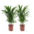 Dypsis lutescens - Areca Gold Palm - Juego de 2 - Maceta 17 cm - Altura 60-70cm