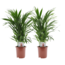 Areca Guldpalme - Sæt med 2 - Stueplante - Palme - ø17cm - Højde 60-70cm