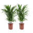 Dypsis Lutescens - Areca Palmier D'or - Set de 2 - Pot 17cm - Hauteur 60-70cm