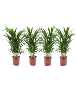 Dypsis lutescens - Areca Gold Palm - Juego de 4 - Maceta 17 cm - Altura 60-70cm