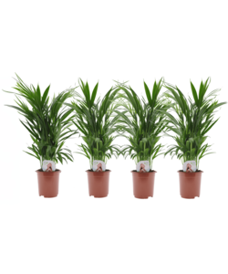 Dypsis Lutescens - Areca Gold Palm - Set of 4 - ø17cm - Height 60-70cm