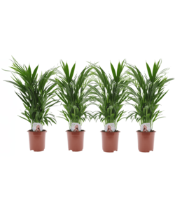 Dypsis Lutescens - Set van 4 - Areca - Goudpalm - Pot 17cm - Hoogte 60-70cm