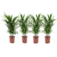 Areca Guldpalme - Sæt med 4 - Stueplante - Palme - ø17cm - Højde 60-70cm