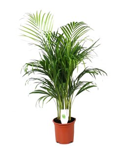 Areca Gold Palm XL - Houseplant - ø21cm - Height 100-120cm