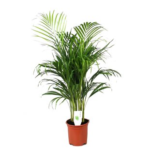 Areca Gold Palm XL - Houseplant - ø21cm - Height 100-120cm