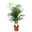 Areca Gold Palm XL - Houseplant - ø21cm - Height 100-120cm