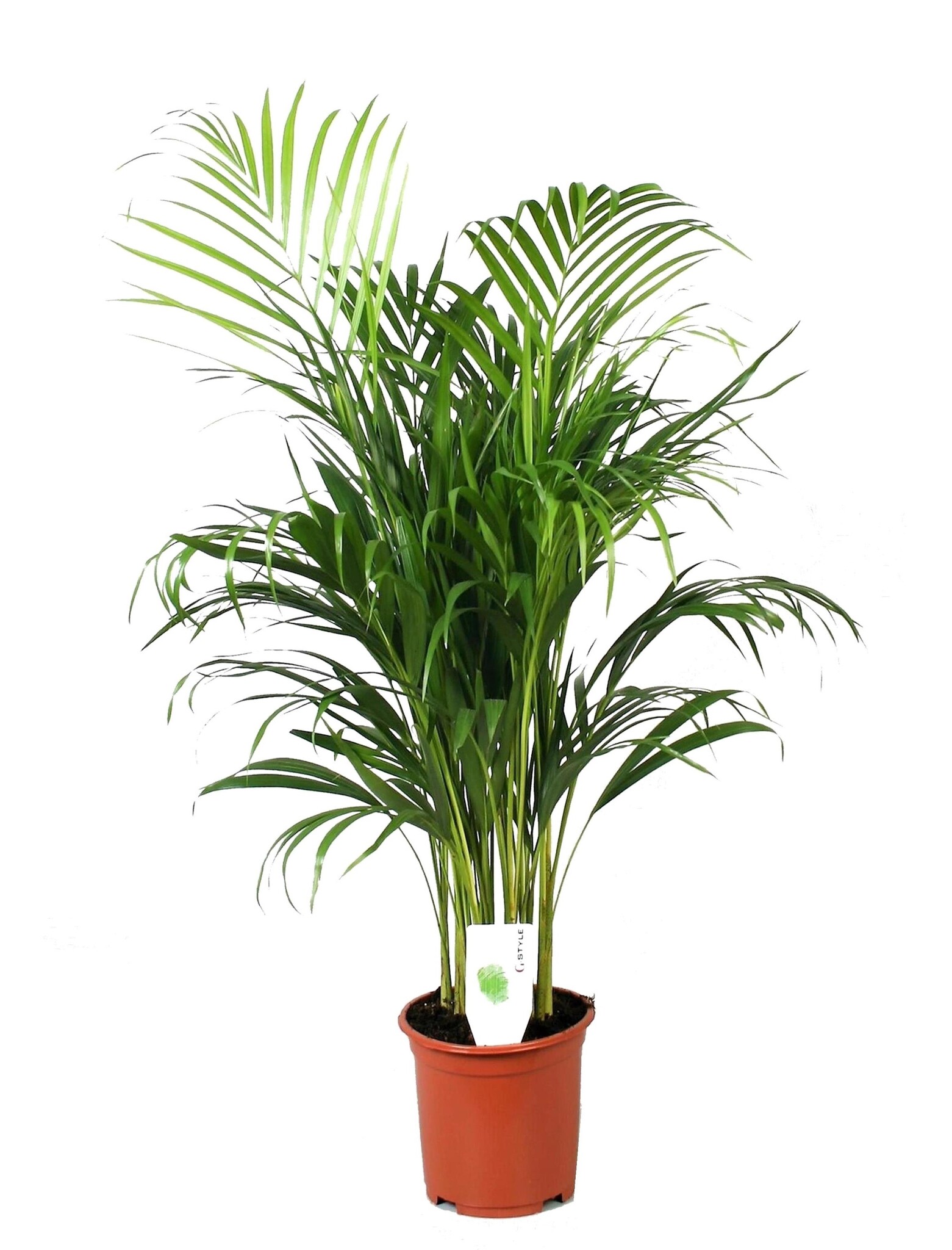 Dypsis in vaso di ceramica - Pianta Areca in vendita