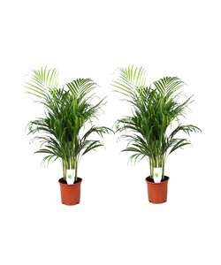 Dypsis Lutescens - Set de 2 - Palmier - Pot 21cm - Hauteur 100-120cm