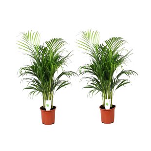 Dypsis Lutescens - Set van 2 - Areca - Goudpalm - Pot 21cm - Hoogte 100-120cm