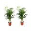 Dypsis Lutescens - Set van 2 - Areca - Goudpalm - Pot 21cm - Hoogte 100-120cm