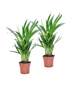 Dypsis Lutescens - Set van 2 - Areca - Goudpalm - Pot 12cm - Hoogte 30-45cm