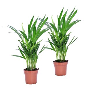 Areca Golden Palm 'S' - Set of 2 - Houseplant - ø12cm - Height 30-45cm