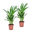 Areca Golden Palm 'S' - Set of 2 - Houseplant - ø12cm - Height 30-45cm