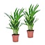 Dypsis Lutescens - Set van 2 - Areca - Goudpalm - Pot 12cm - Hoogte 30-45cm