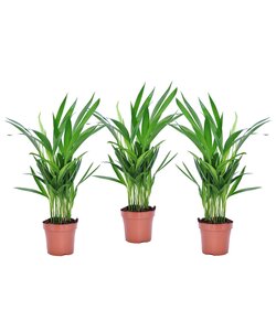 Dypsis Lutescens - Areca Goldfruchtpalme - 3er Set - Topf 12cm - Höhe 30-45cm