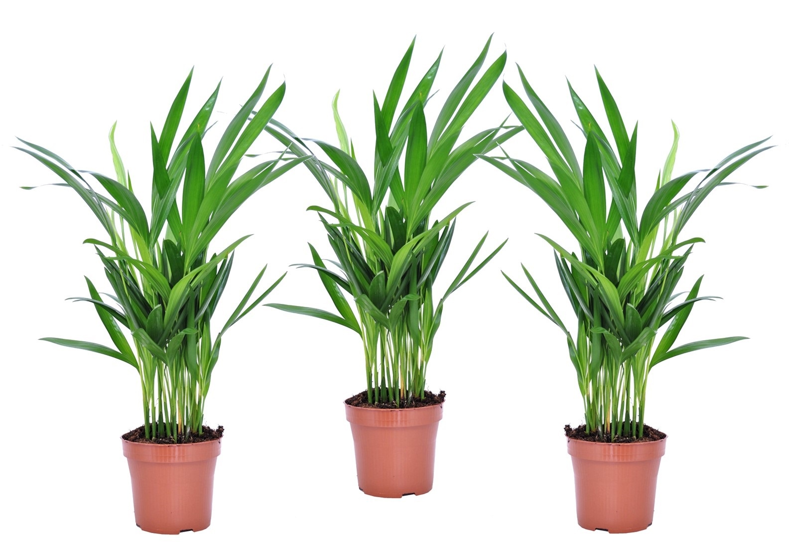 Dypsis Lutescens - Palma Areca Gold - Set di 3 - Vaso 12cm - Altezza  30-45cm - FloraStore