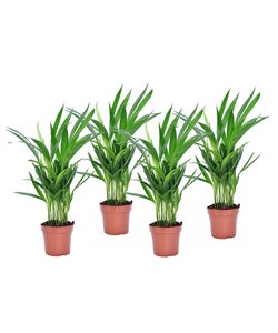 Dypsis Lutescens - Set van 4 - Areca - Goudpalm - Pot 12cm - Hoogte 30-45cm