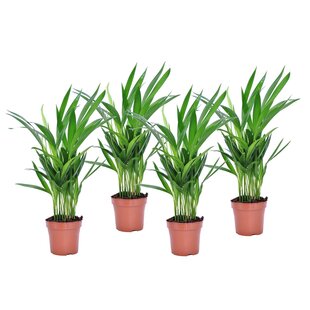 Dypsis Lutescens - Set van 4 - Areca - Goudpalm - Pot 12cm - Hoogte 30-45cm