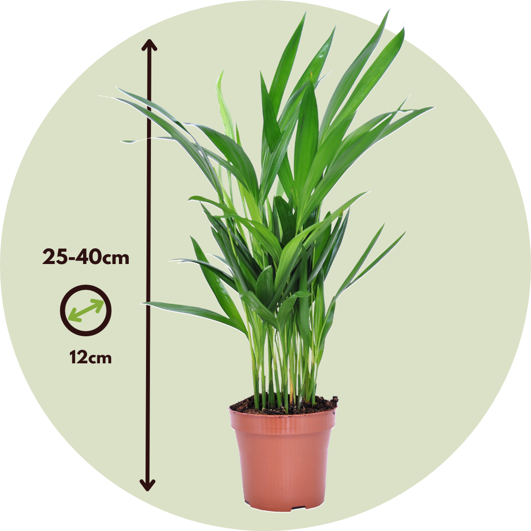 Dypsis Lutescens - Palma Areca Gold - Set di 4 - Vaso 12cm - Altezza  30-45cm - FloraStore