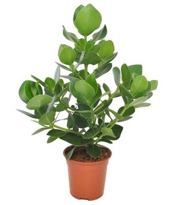 Clusia rosea 'Princesse' - Pot 17cm - Hauteur 50-60cm