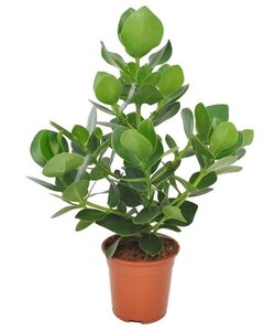 Clusia Rosea Prinsesse XL - Stueplante - ø17cm - Højde 50-60cm