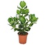 Clusia rosea 'Princesse' - Pot 17cm - Hauteur 50-60cm