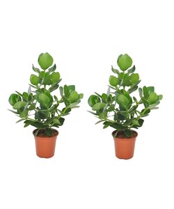 Clusia rosea 'Princess' - Set van 2 - Pot 17cm - Hoogte 50-60cm