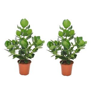 Clusia rosea Princess - Set of 2 - ø17cm - Height 50-60cm