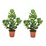 Clusia rosea 'Princess' - Set van 2 - Pot 17cm - Hoogte 50-60cm