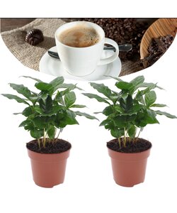 Coffea arabica - Planta de café - Juego de 2 - Maceta 12cm - Altura 25-40cm