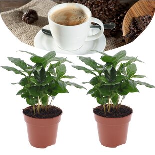 Coffea arabica - 2er Set - Kaffeepflanze - Topf 12cm - Höhe 25-40cm