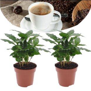 Coffee plant 'Coffea Arabica' - Set of 2- Pot 12cm - Height 25-40cm