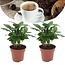 Coffea arabica - Koffieplant - Set van 2 - Pot 12cm - Hoogte 25-40cm