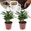Coffee plant 'Coffea Arabica' - Set of 2- Pot 12cm - Height 25-40cm