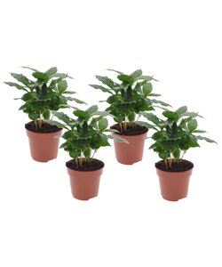 Coffea Arabica - Plante à café - Set de 4 - Pot 12cm - Hauteur 25-40cm