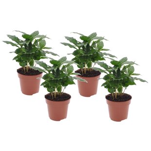 Coffea arabica - Kaffeepflanze - 4er Set - Topf 12cm - Höhe 25-40cm