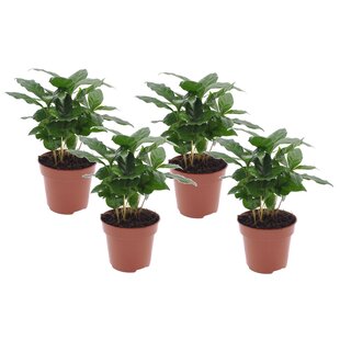 Coffea arabica - Koffieplant - Set van 4 - Pot 12cm - Hoogte 25-40cm