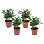 Coffea arabica - Koffieplant - Set van 4 - Pot 12cm - Hoogte 25-40cm