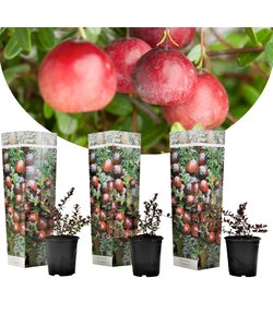 Veenbes - Set van 3 - Eetbaar - Cranberry - Pot 9cm - Hoogte 10-20cm