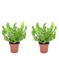 Asplenium 'Vague croustillante' - Fougère - Set de 2 - ⌀12cm - Hauteur 25-40cm