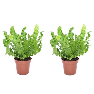 Asplenium nidus Crispy Wave - 2er Set - Nestfarn - Topf 12cm - Höhe 25-40cm