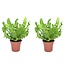 Asplenium nidus 'Crispy Wave' - Varen - Set van 2 - Pot 12cm - Hoogte 25-40cm