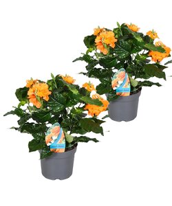 Crossandra Fortuna - Set of 2 - Orange flowers - ø13cm - Height 20-30 cm