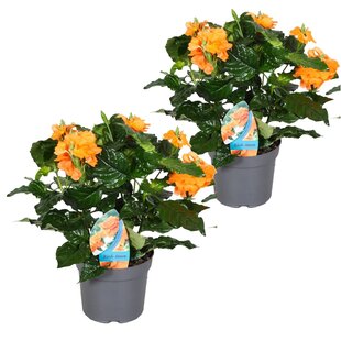 Crossandra Fortuna - Set of 2 - Orange flowers - ø13cm - Height 20-30 cm