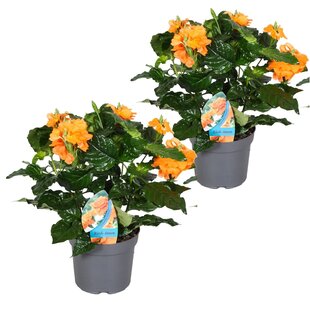 Crossandra infundibuliformis 'Fortuna' - 2er Set - Topf 13cm - Höhe 20-30cm