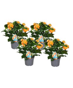 Crossandra Fortuna - Set van 4 - Oranje bloemen - Pot 13cm - Hoogte 20-30cm